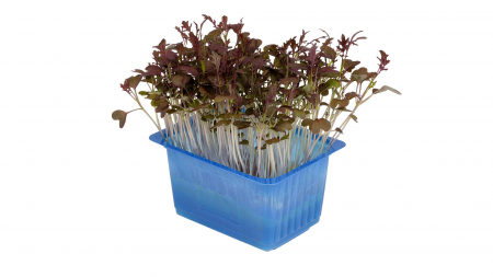 Kyona Mustard Cress [1]