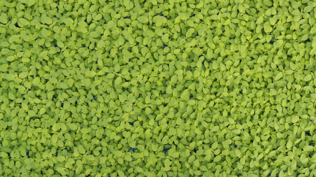 Limon Cress, bax cu 16 pahare, 30x40cm [2]
