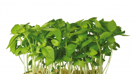 Microplante si cress - Limon Cress, bax cu 16 pahare, 30x40cm