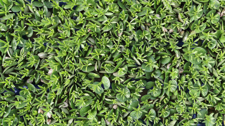 Lupine Cress [2]
