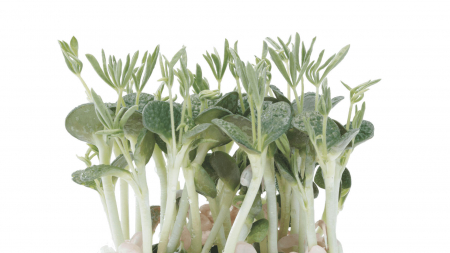 Microplante si cress - Lupine Cress