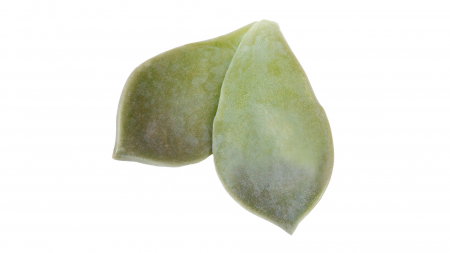 Microplante si cress - Majii® Leaves