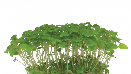 Microplante si cress - Melissa Cress