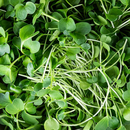 Microplante si cress - Microgreens „Ridiche”, frunze/seminte foarte tinere, 100g