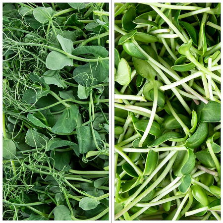 Microplante si cress - Microgreens MIX "Floarea soarelui / Mazăre", frunze tinere / răsaduri, 200 g