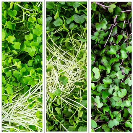 Microplante si cress - Microgreens MIX "Broccoli/varza rosie/varza rosie", frunze/rasaduri foarte tinere, 150 g