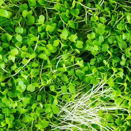 Microplante si cress - Microgreens „Broccoli”, frunze/seminte foarte tinere, 75 g