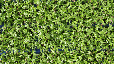 Motti Cress, bax cu 16 pahare, 30x40cm [2]