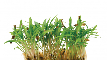 Microplante si cress - Motti Cress, bax cu 16 pahare, 30x40cm