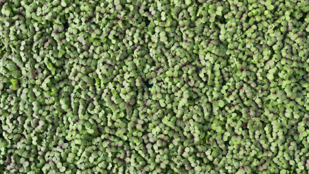 Mustard Cress, bax cu 16 pahare, 30x40cm [2]
