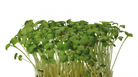 Microplante si cress - Mustard Cress, bax cu 16 pahare, 30x40cm