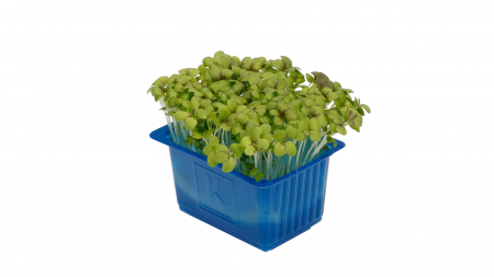 Mustard Cress, bax cu 16 pahare, 30x40cm [1]