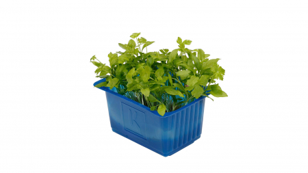Persinette® Cress, bax cu 16 pahare, 30x40cm [1]