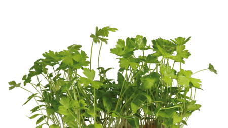 Microplante si cress - Persinette® Cress, bax cu 16 pahare, 30x40cm