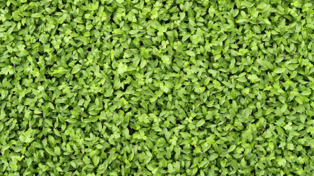 Persinette® Cress, bax cu 16 pahare, 30x40cm [2]