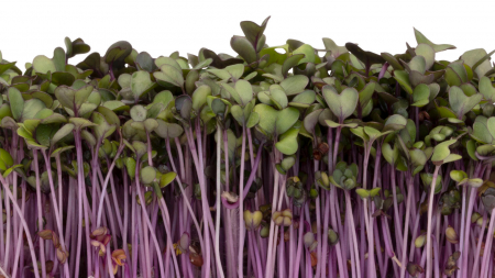 Microplante si cress - Purper Cress (Bio)