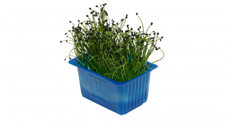 Rock Chives®, bax cu 16 pahare, 30x40cm [1]