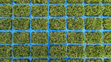 Rock Chives®, bax cu 16 pahare, 30x40cm [2]