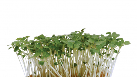 Microplante si cress - Rucolacress®, bax cu 10 pahare, 30x40cm