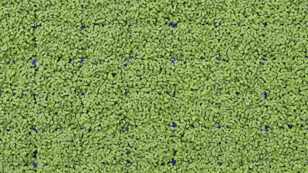 Rucolacress®, bax cu 10 pahare, 30x40cm [2]