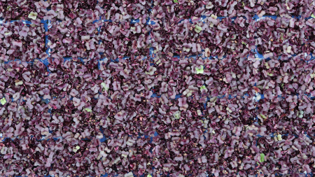 Sakura Cress®, bax cu 16 pahare, 30x40cm [2]