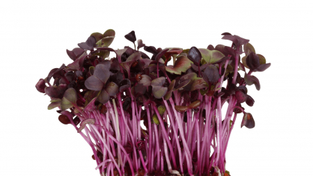 Microplante si cress - Sakura Cress®, bax cu 16 pahare, 30x40cm