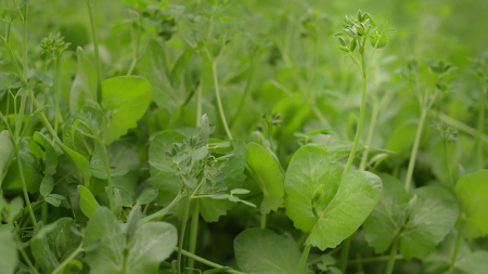 Salad Pea, bax cu 2 caserole a cate 110g, 30x40cm [3]