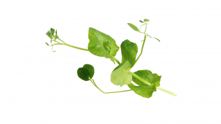 Microplante si cress - Salad Pea, bax cu 2 caserole a cate 110g, 30x40cm