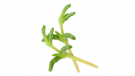 Microplante si cress - Salty Fingers, bax cu 2 cutii a cate 50 de bucati