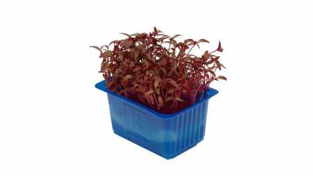 Scarlet Cress, bax cu 16 pahare, 30x40cm [1]