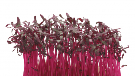 Microplante si cress - Scarlet Cress, bax cu 16 pahare, 30x40cm