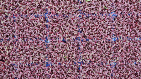 Scarlet Cress, bax cu 16 pahare, 30x40cm [2]
