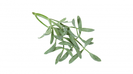 Microplante si cress - Sea Fennel