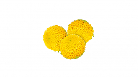 Microplante si cress - Sechuan Buttons®, bax cu 2 pahare a cate 30 flori fiecare, 30x40cm