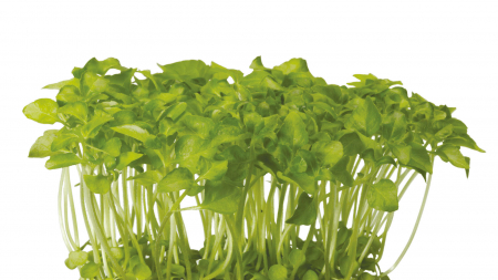 Microplante si cress - Sechuan Cress®, bax cu 16 pahare, 30x40cm