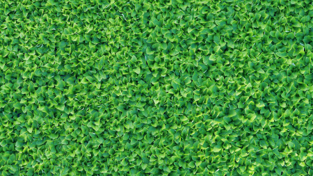 Sechuan Cress®, bax cu 16 pahare, 30x40cm [2]