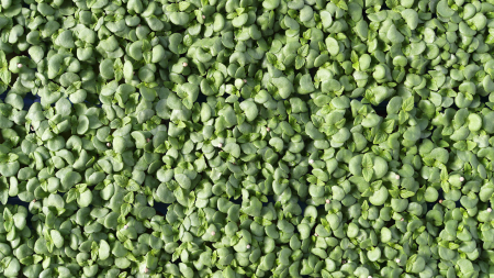 Shiso Green, bax cu 16 pahare, 30x40cm [2]