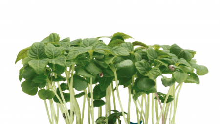 Microplante si cress - Shiso Green, bax cu 16 pahare, 30x40cm