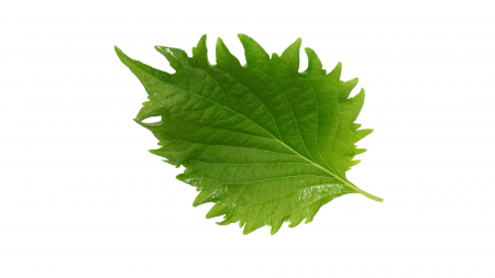 Microplante si cress - Frunze Shiso Verzi, bax cu 12 caserole a cate 15 frunze fiecare