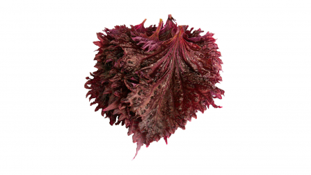 Microplante si cress - Frunze Shiso Violet, bax cu 12 caserole a cate 15 frunze fiecare