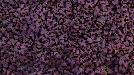 Shiso Purple, bax cu 16 pahare, 30x40cm [2]