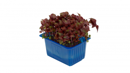 Shiso Purple, bax cu 16 pahare, 30x40cm [1]