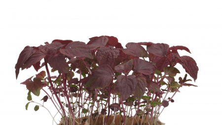 Microplante si cress - Shiso Purple, bax cu 16 pahare, 30x40cm