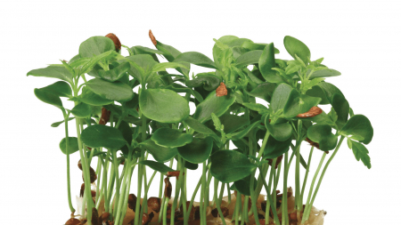 Microplante si cress - Tahoon® Cress, bax cu 16 pahare, 30x40cm