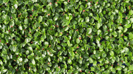 Tahoon® Cress, bax cu 16 pahare, 30x40cm [2]