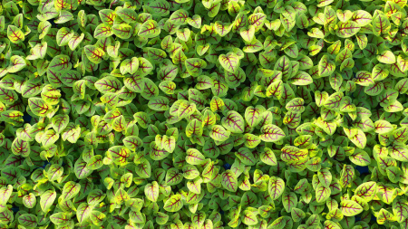 Vene Cress, bax cu 16 pahare, 30x40cm [2]