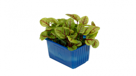 Vene Cress, bax cu 16 pahare, 30x40cm [1]