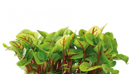 Microplante si cress - Vene Cress, bax cu 16 pahare, 30x40cm