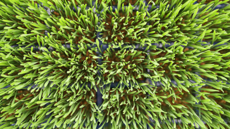 Wheat Grass, bax cu 16 pahare, 30x40cm [1]