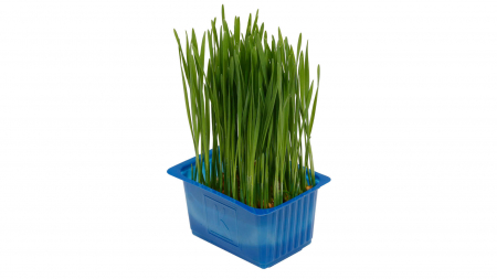 Microplante si cress - Wheat Grass, bax cu 16 pahare, 30x40cm